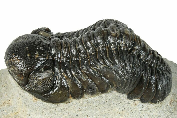 Detailed Austerops Trilobite - Visible Eye Facets #271938